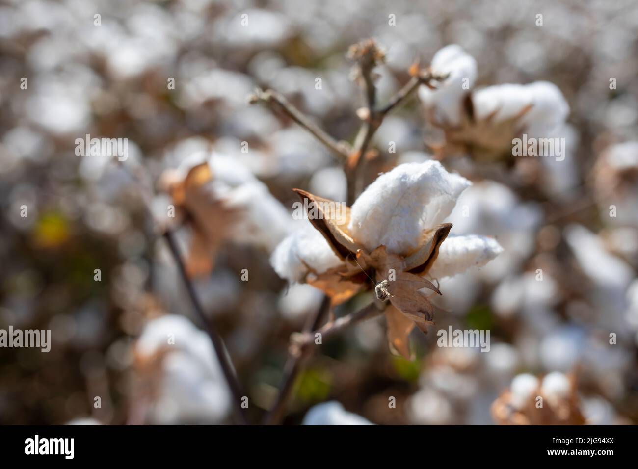 Cotton fields ready for harvesting Stock Photo