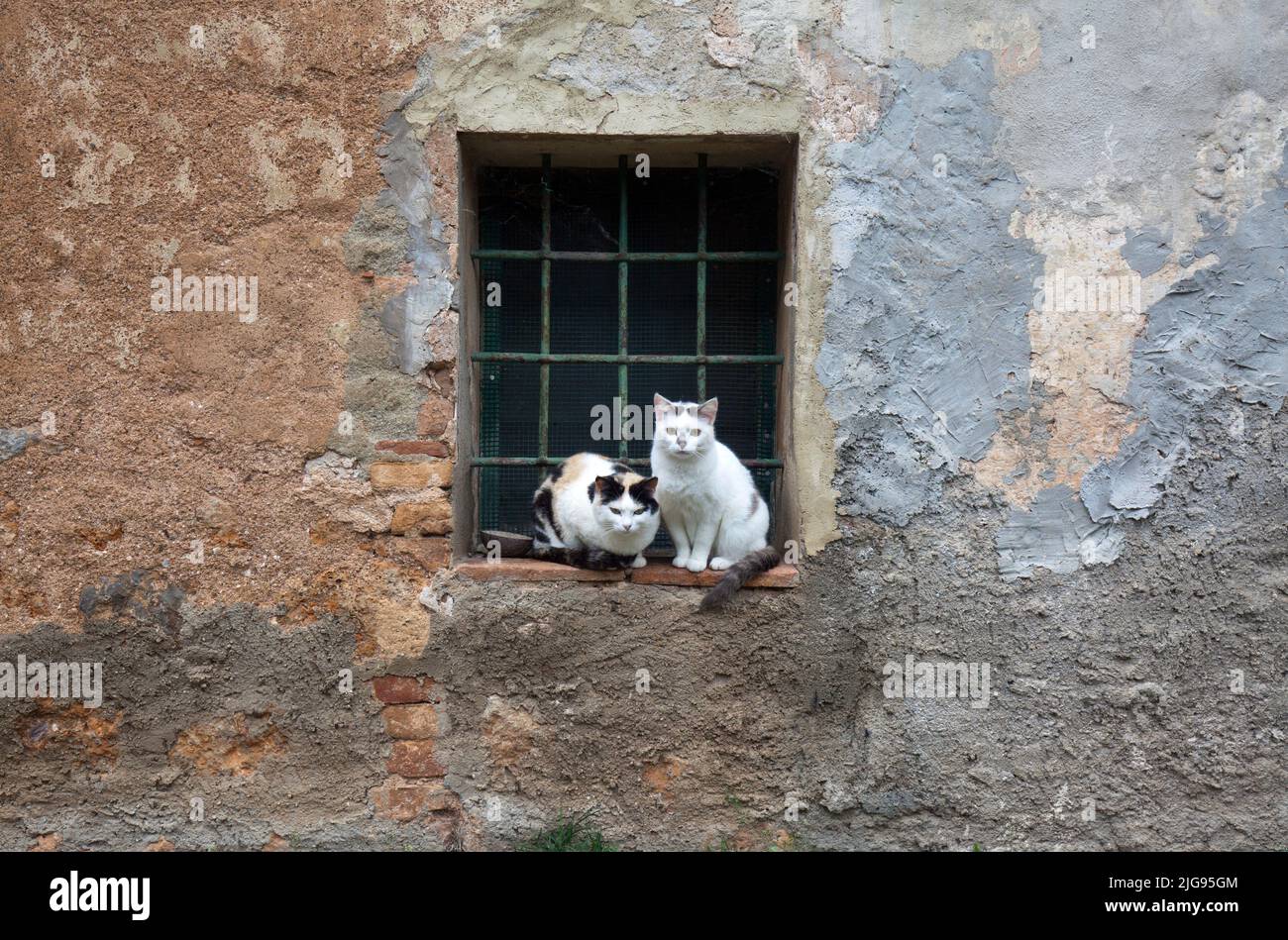 two cats sitting side by side in front of barred window in mountain village Ancaniano, province Siena, Tuscany Stock Photo