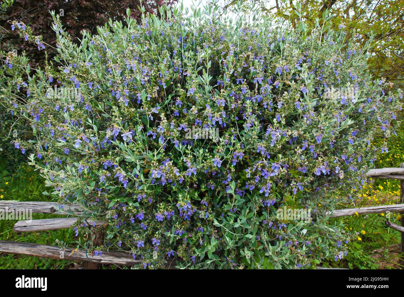 Shrubby Gamander, Teucrium fruticans, Tuscany Stock Photo