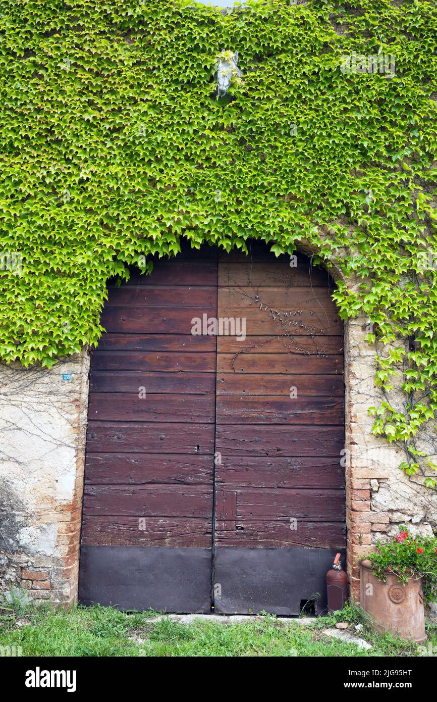 Wooden gate of the former horse stable with hidden horse head in vine tendrils, The 12th century Borgo Tolomei is a noble vacation residence near Sovicille, Siena region. Stock Photo