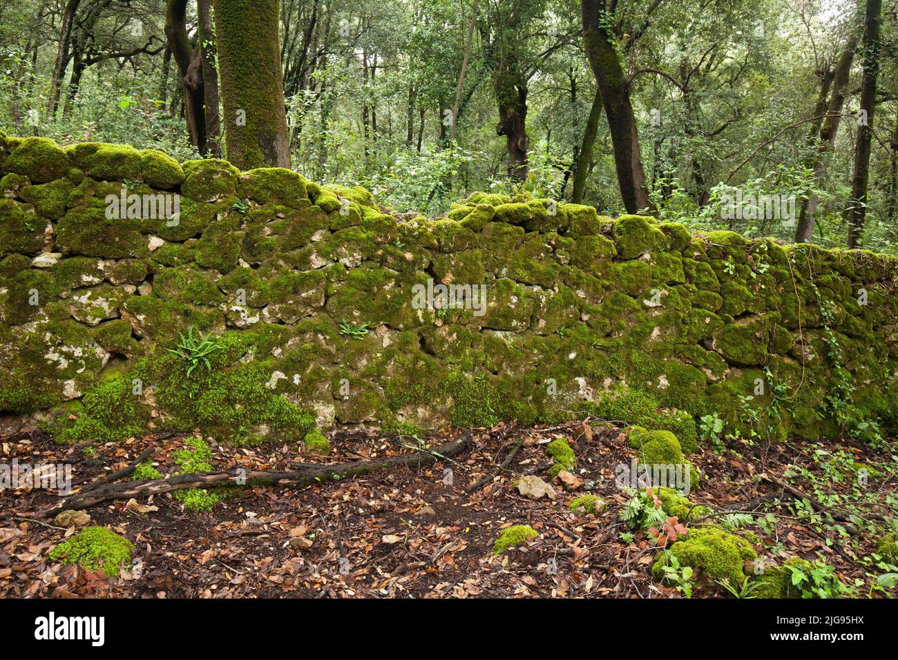 moss covered quarry stone wall in forest, Sovicille, Siena region, Tuscany Stock Photo