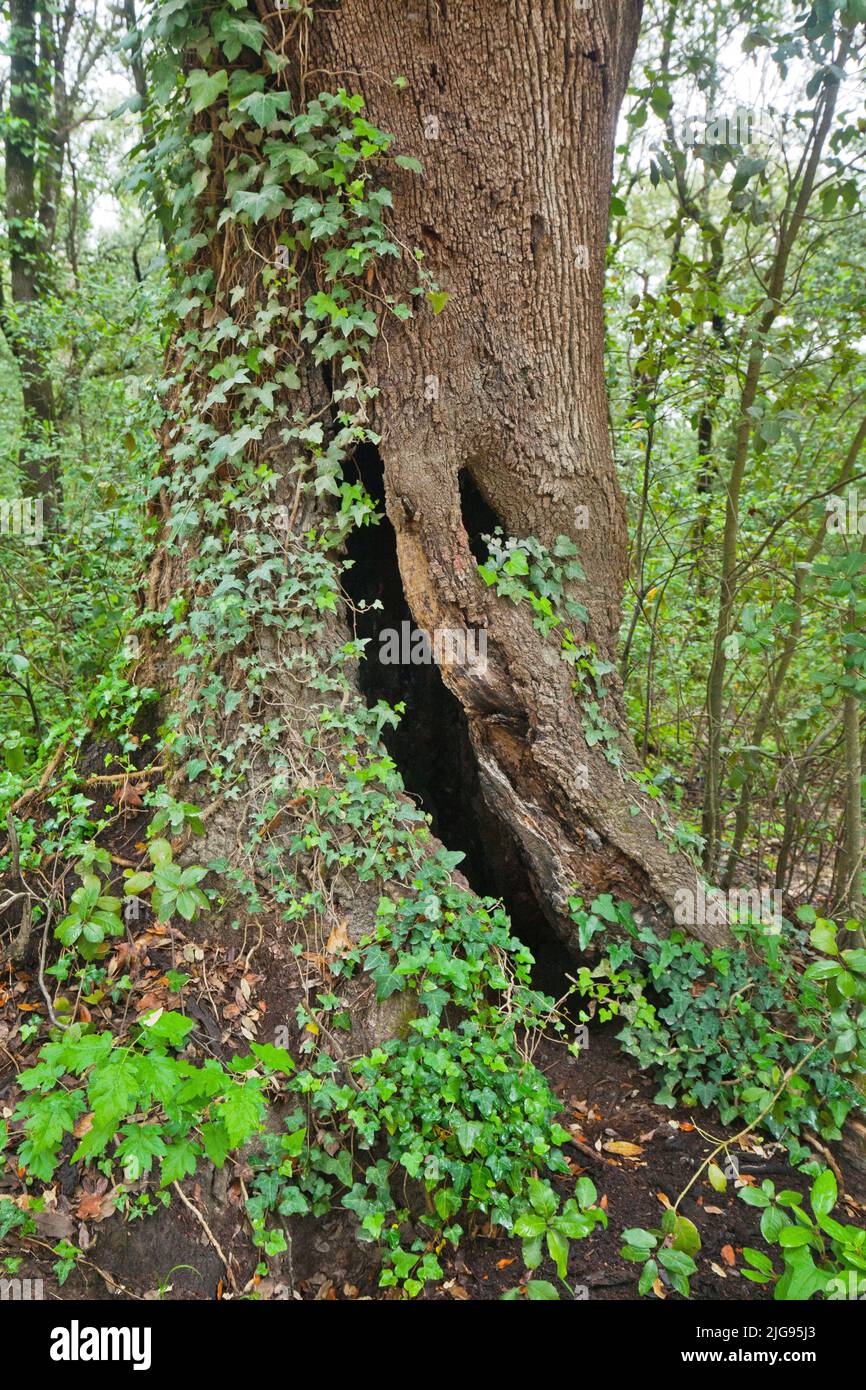 hollow in ivy overgrown oak trunk, Tuscany Stock Photo