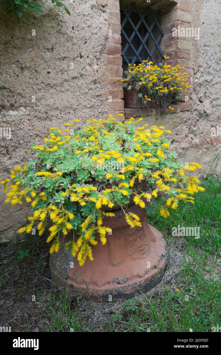 flowering palmer's stonecrop, Sedum palmeri, Tuscany Stock Photo