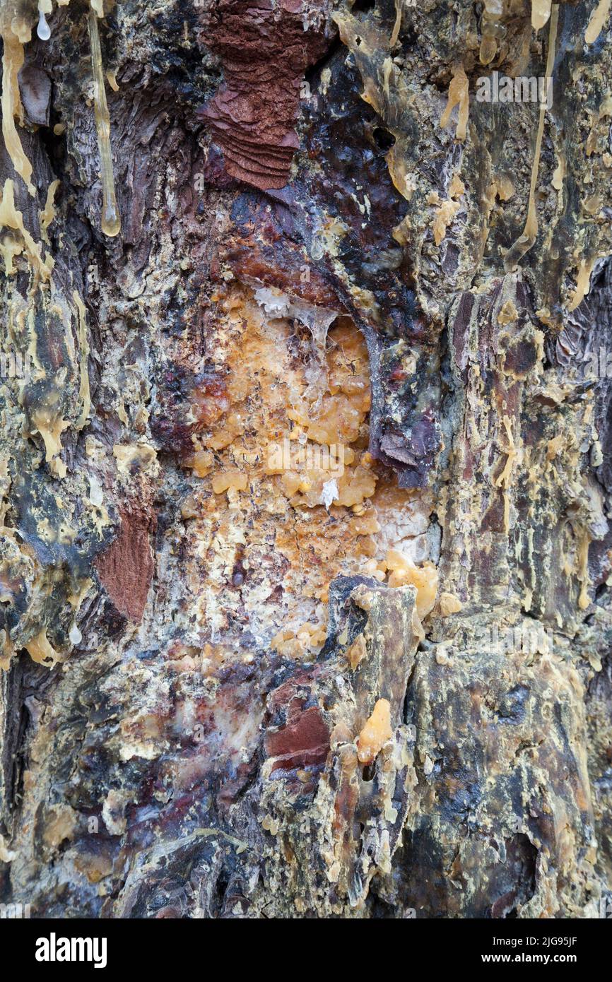 pine trunk covered with resin, Tuscany Stock Photo