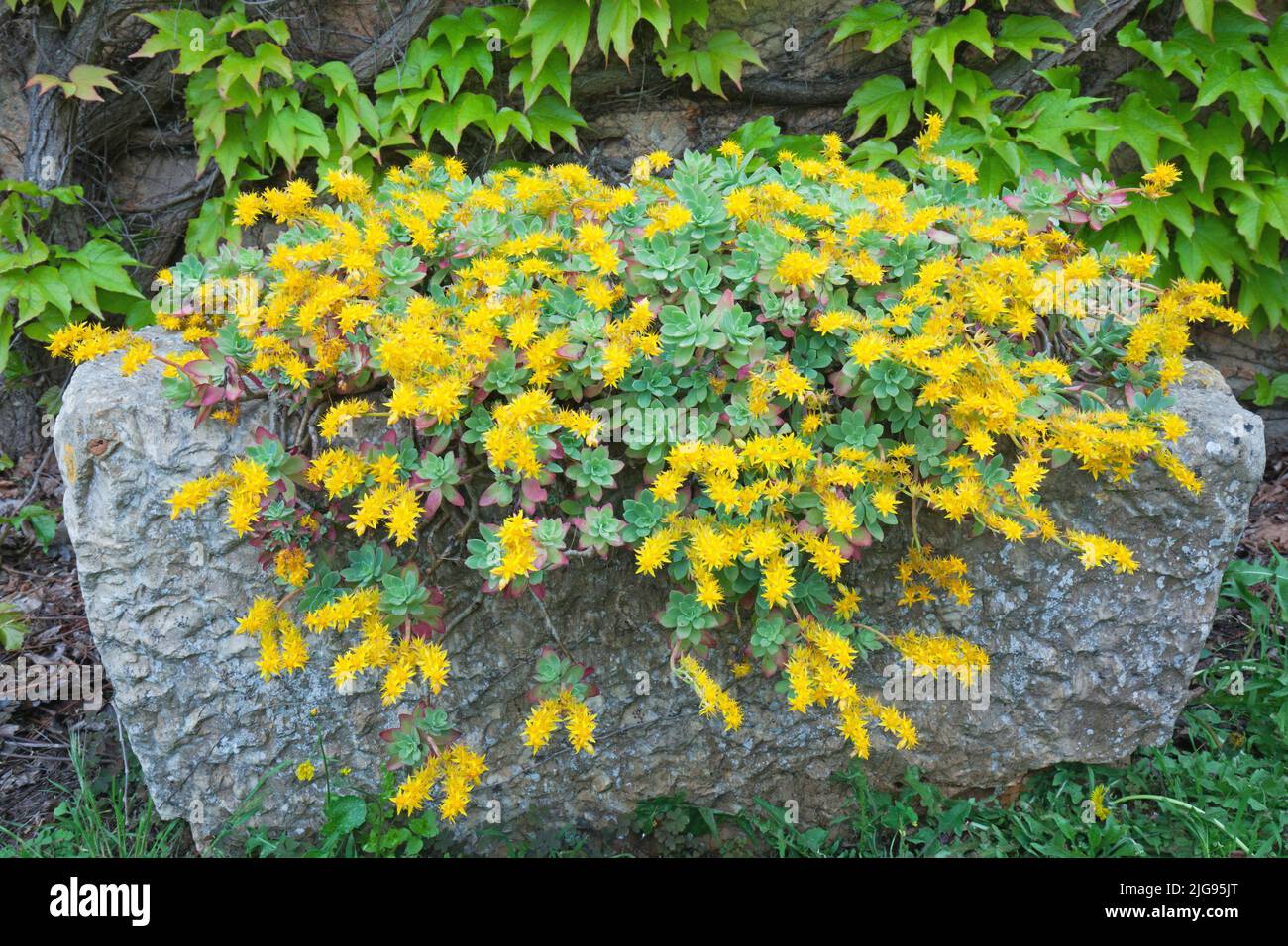 flowering palmer's stonecrop, Sedum palmeri, Tuscany Stock Photo