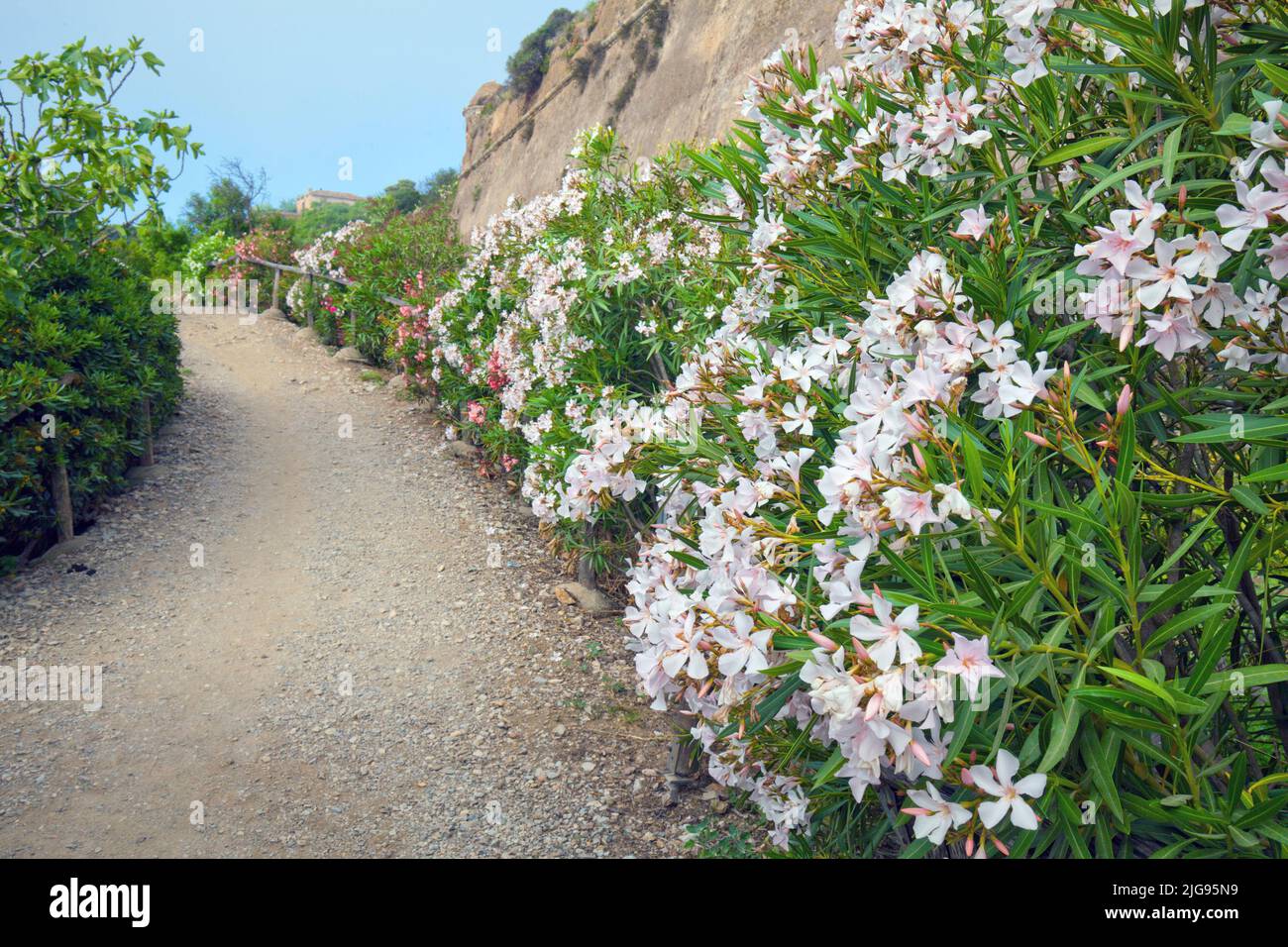 flowering oleander, Nerium oleander, Elba island, Stock Photo