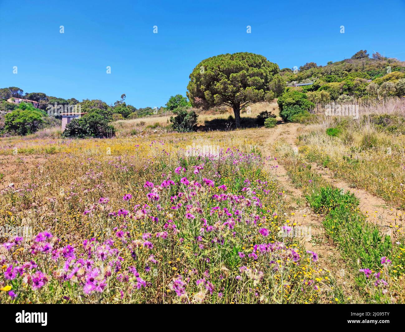 flowering diestel meadow on the island of Elba Stock Photo