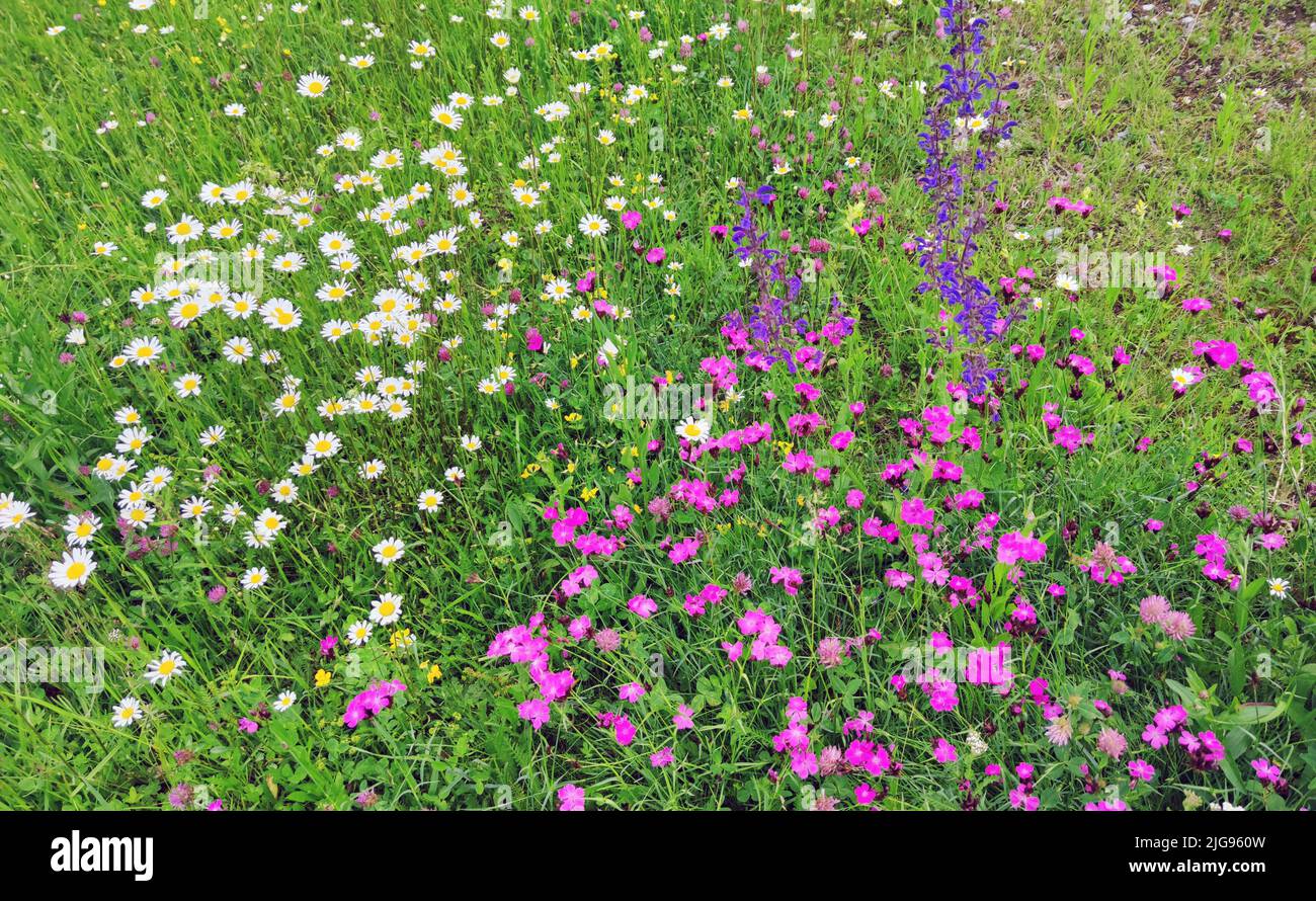 Flower meadow, meadow sage, daisies, carnations Stock Photo