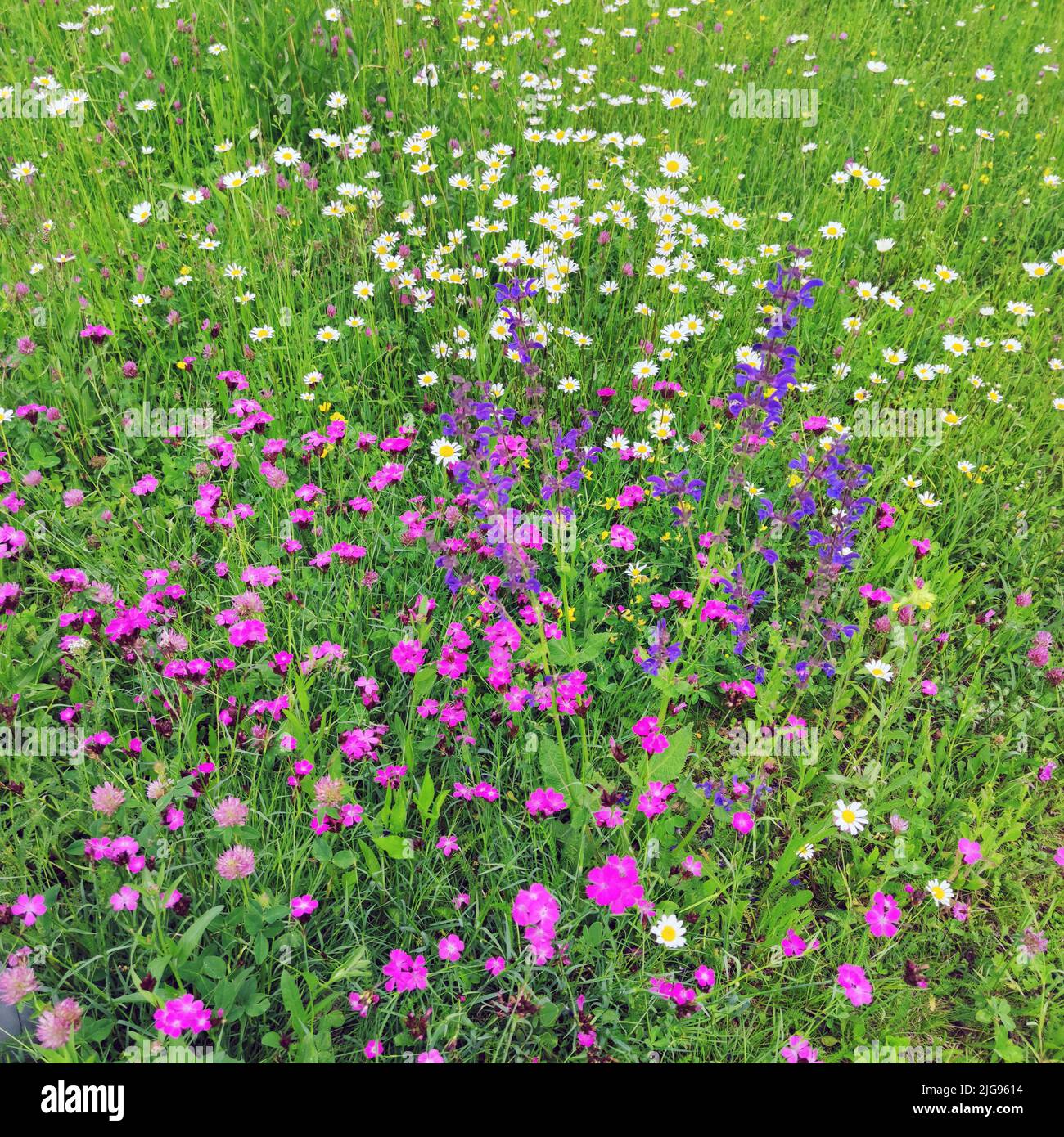 Flower meadow, meadow sage, daisies, carnations Stock Photo