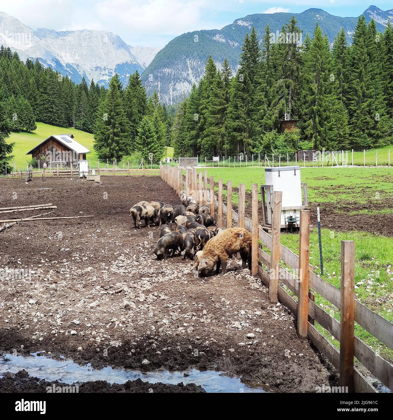 Breeding of the breed 'Black and spotted Alpine pig Stock Photo