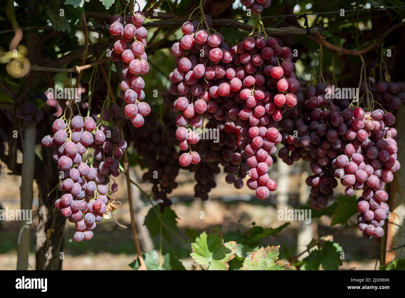 vineyard with ripe grapes in countryside Stock Photo