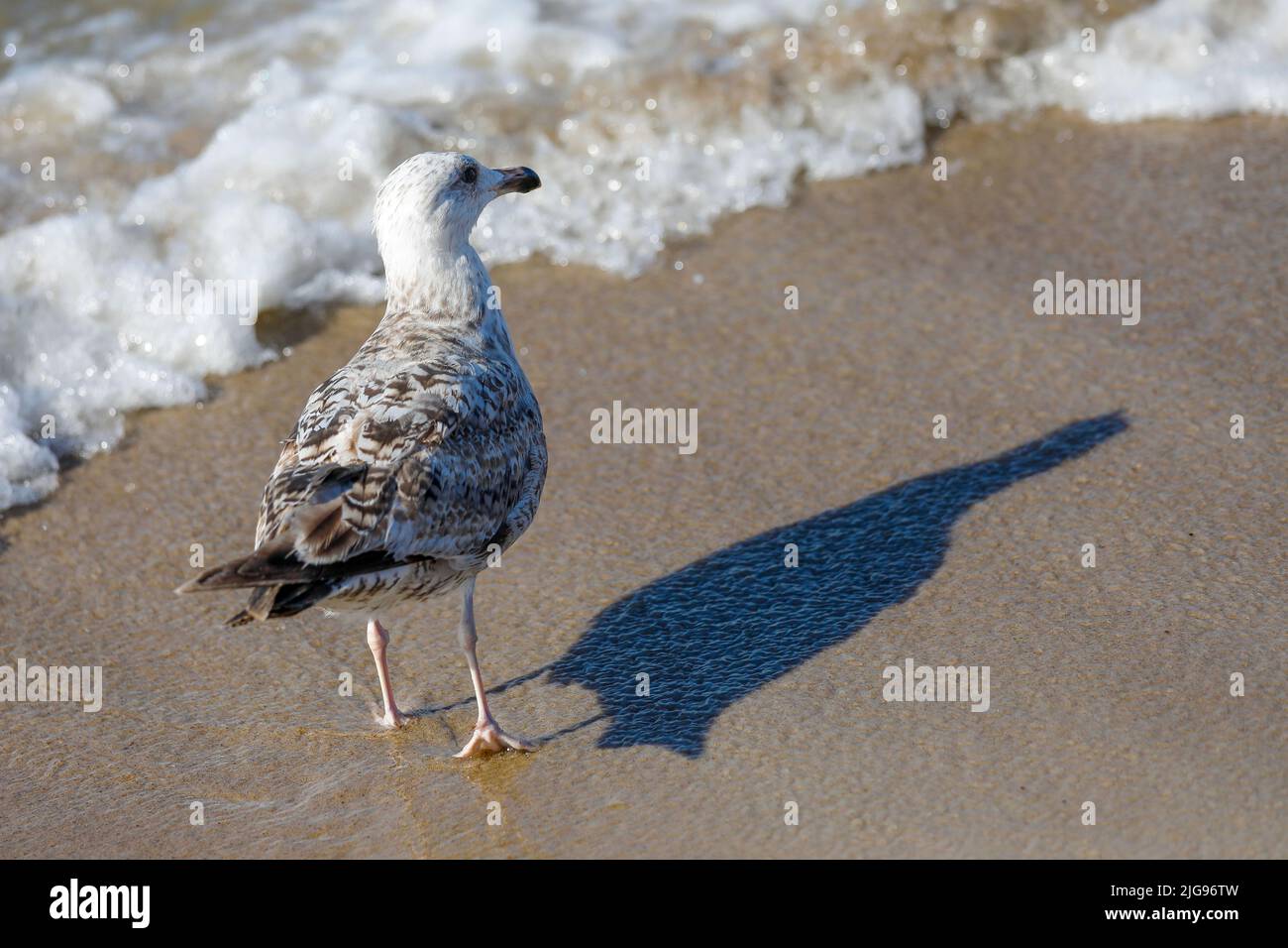 Seagull is on the Baltic sea shore, on a sandy beach in Kolobrzeg, Poland. Stock Photo