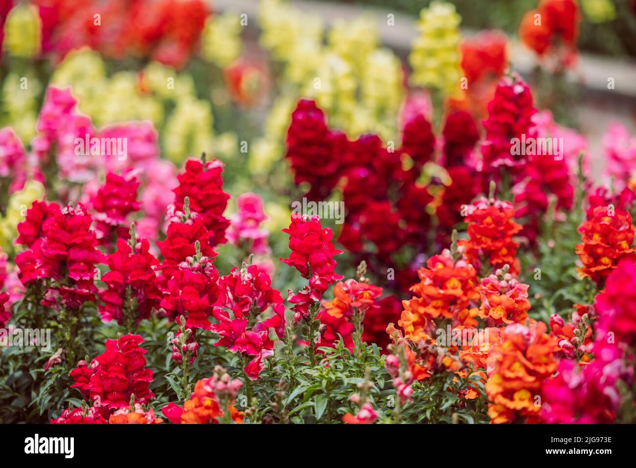 A large and colorful garden of trailing candy showers snapdragons in bloom in the spring. Stock Photo