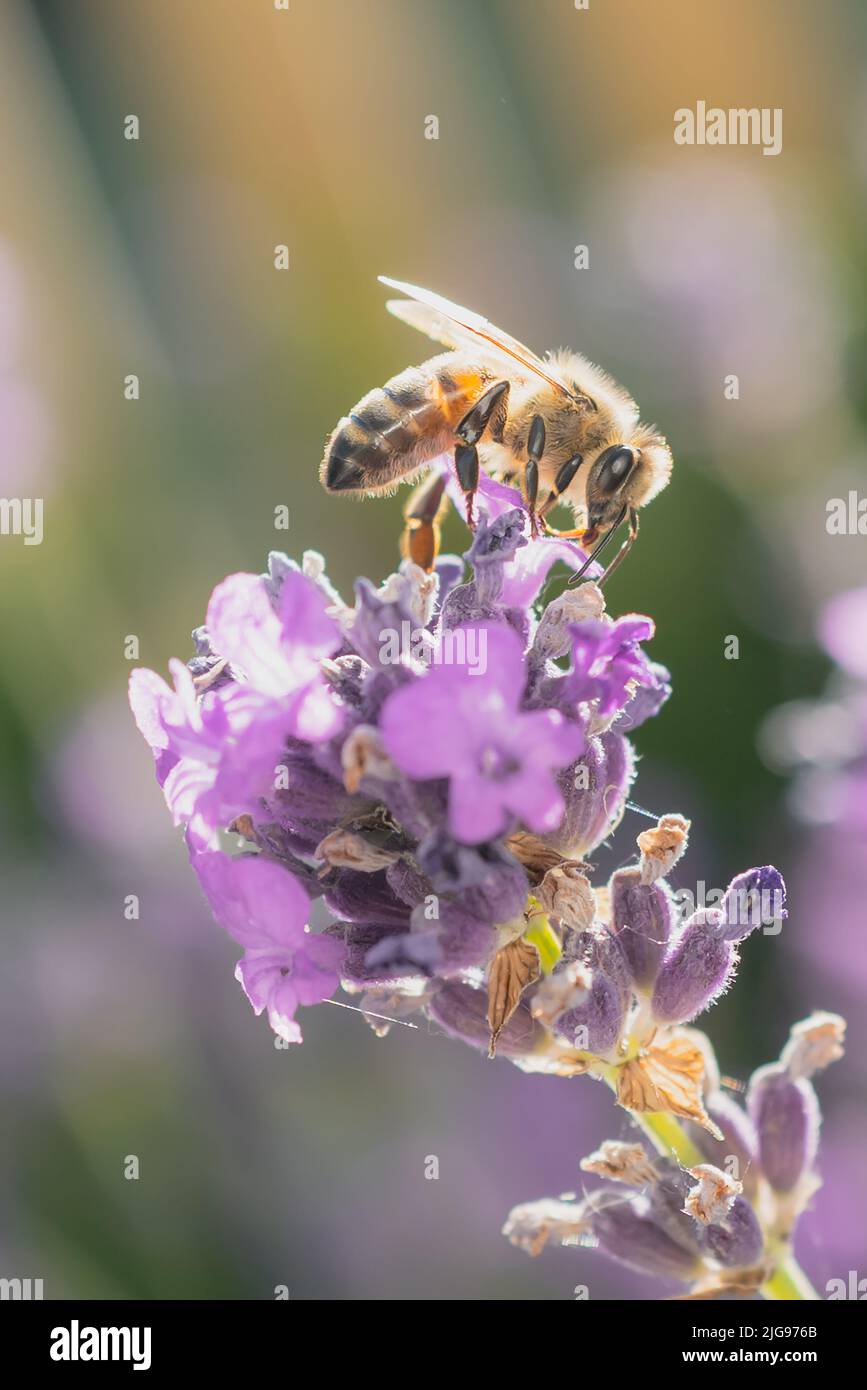 Bee on a lavender flower with a soft focus picket fence background Stock Photo