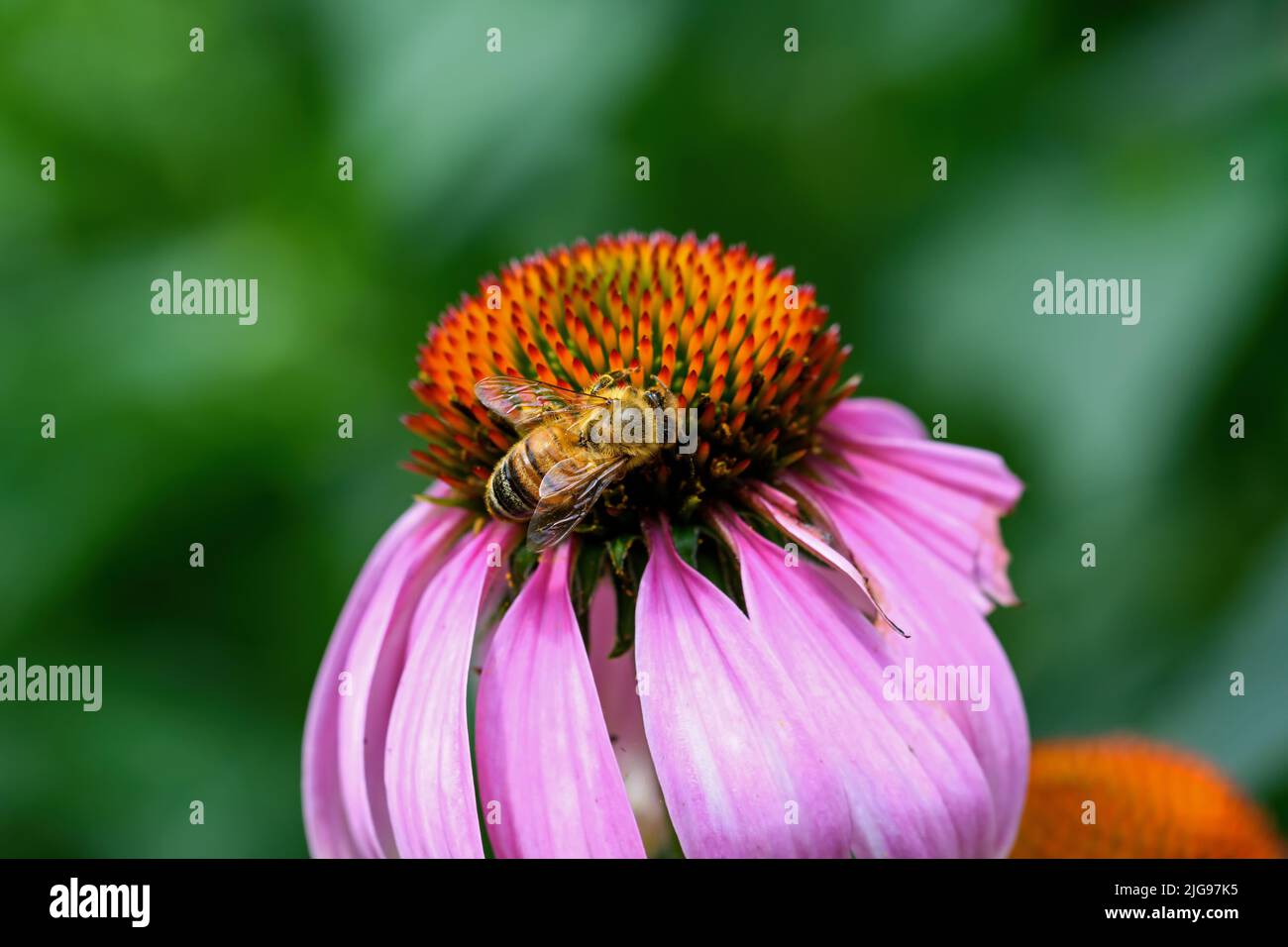Honeybee on Echinacea flower. The bees construct perennial, colonial nests from wax. The best known is the western honey bee that has been domesticate Stock Photo