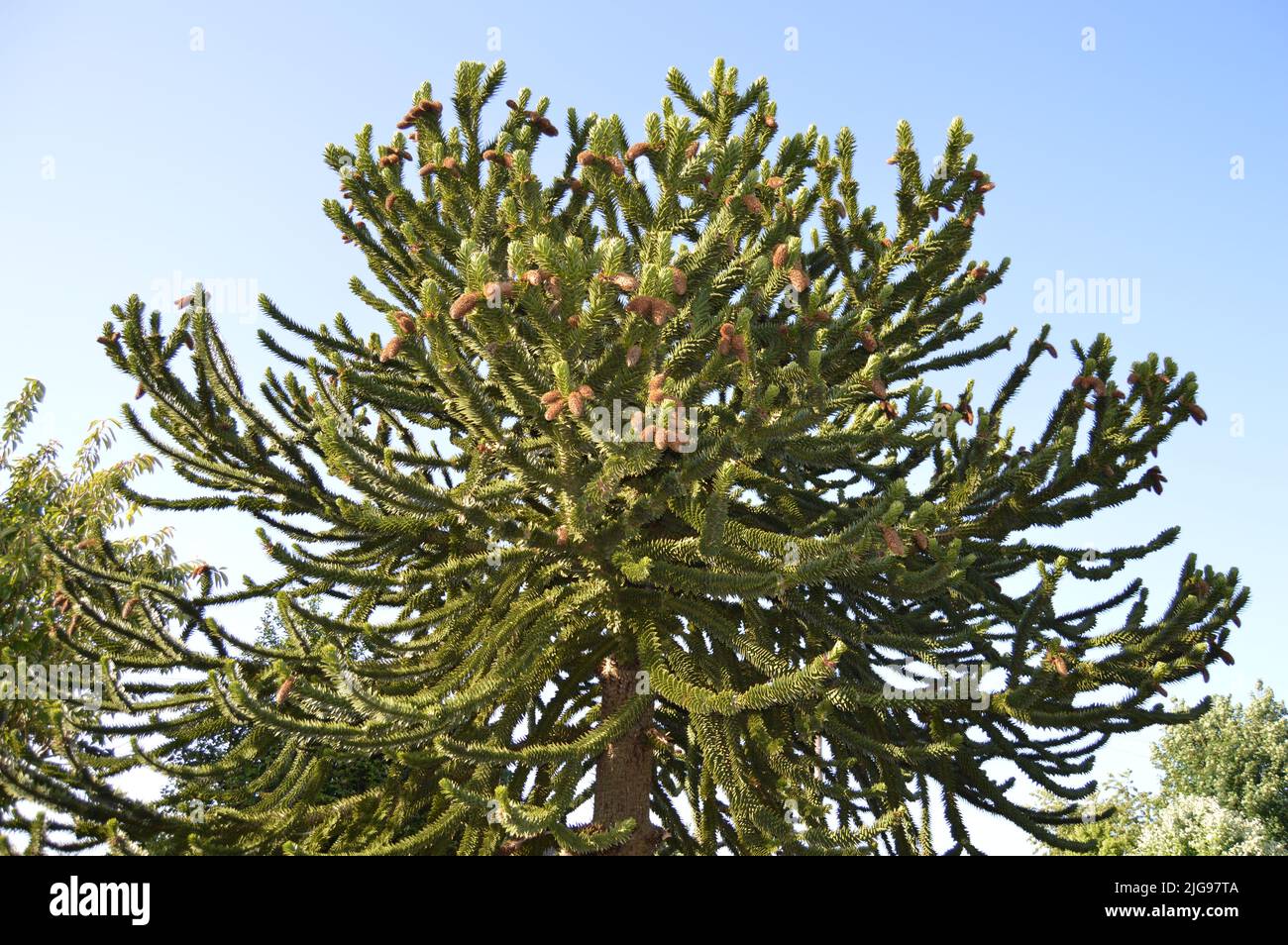 araucaria araucana monkey puzzle tree