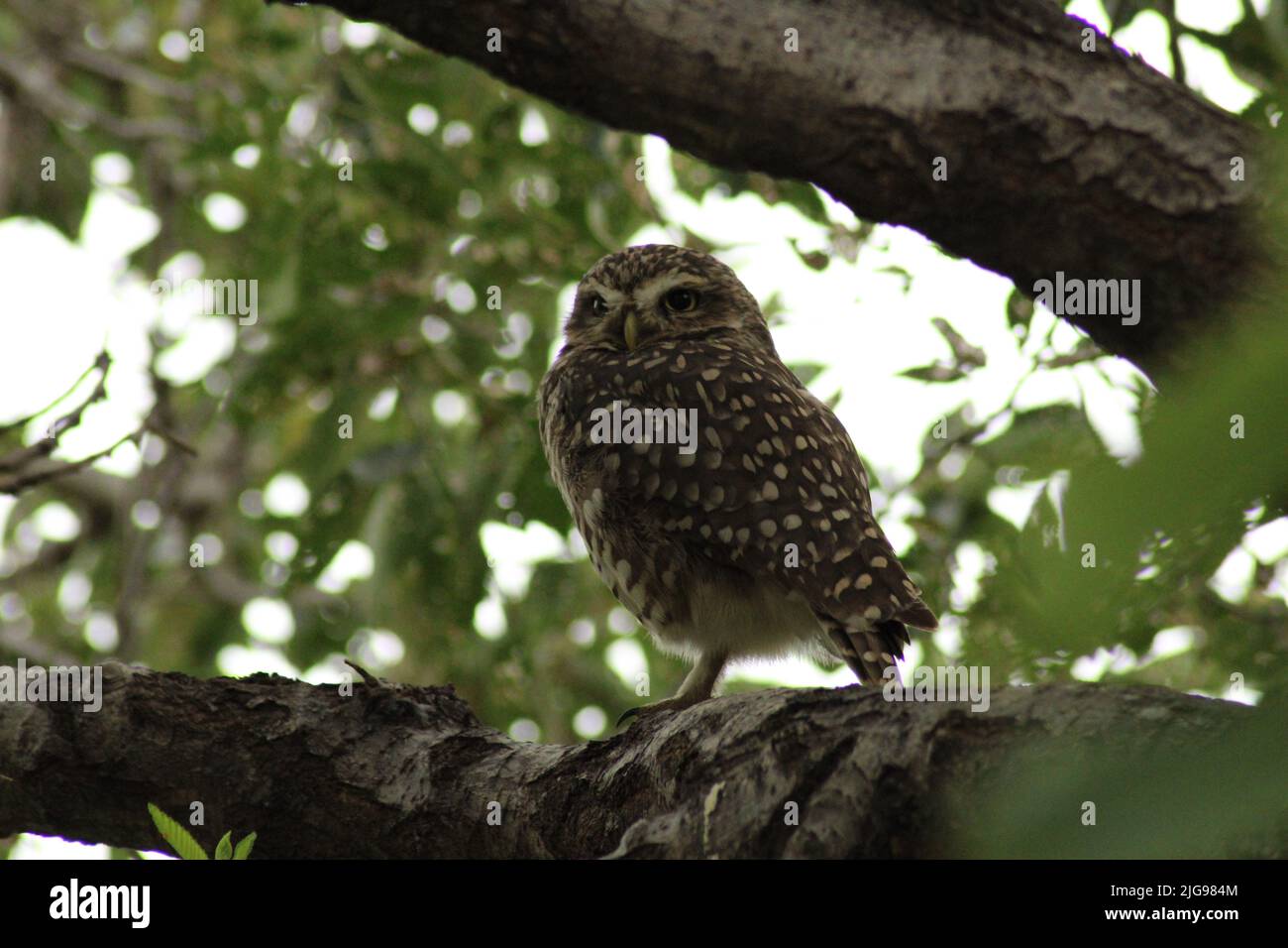 Owl on tree branch Stock Photo