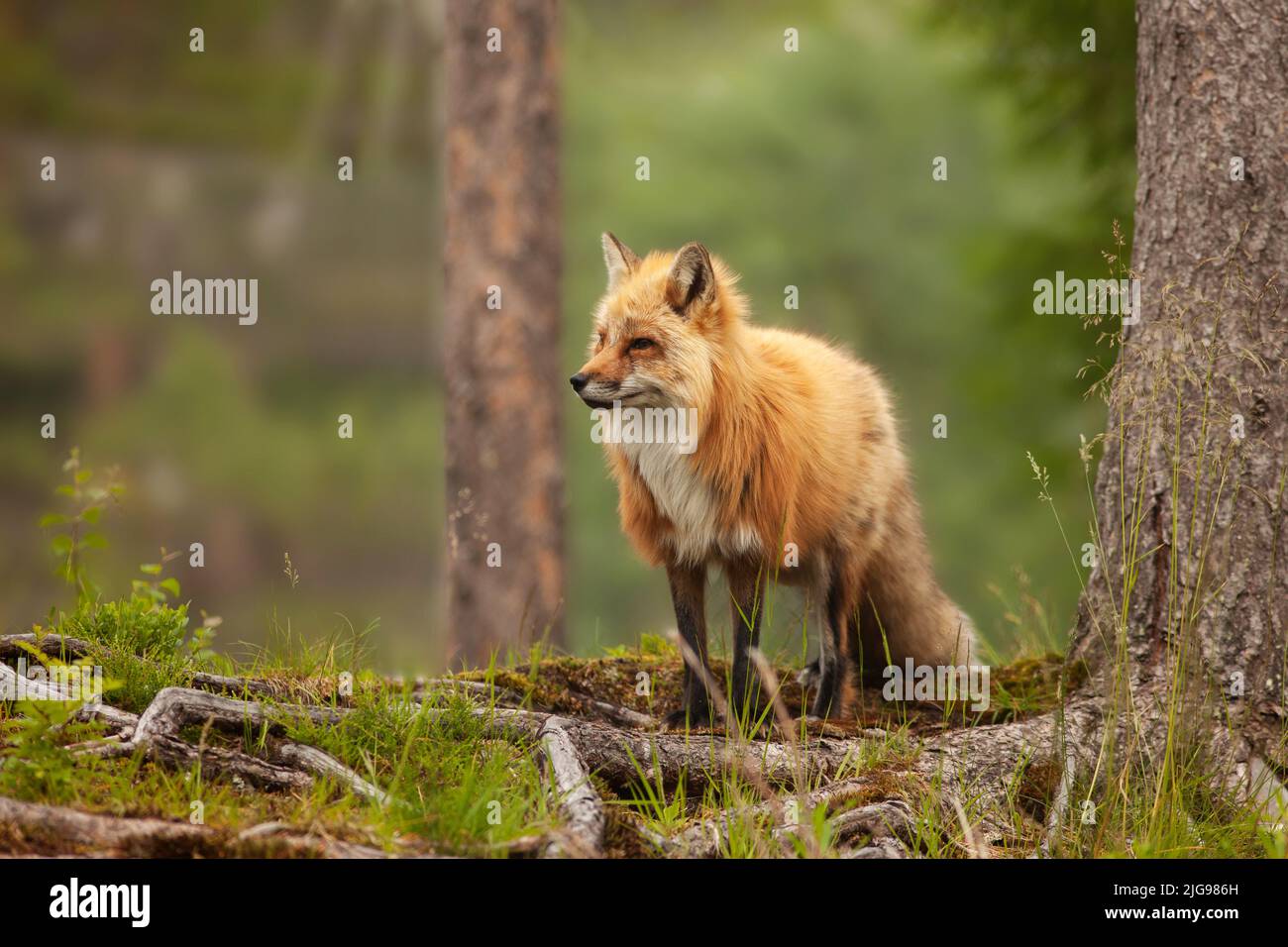 Red fox in a forest with a trees in the background. Furry animal walking around and looking for a prey. Daylight and a cloudy day in a forest. Stock Photo