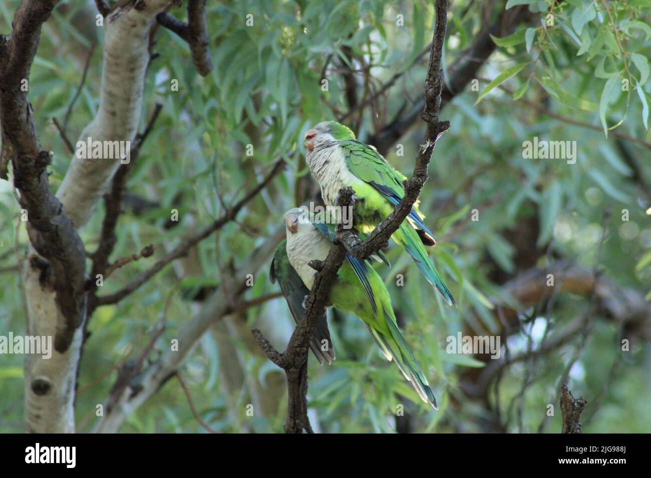 Parrots on tree branch, talking Stock Photo