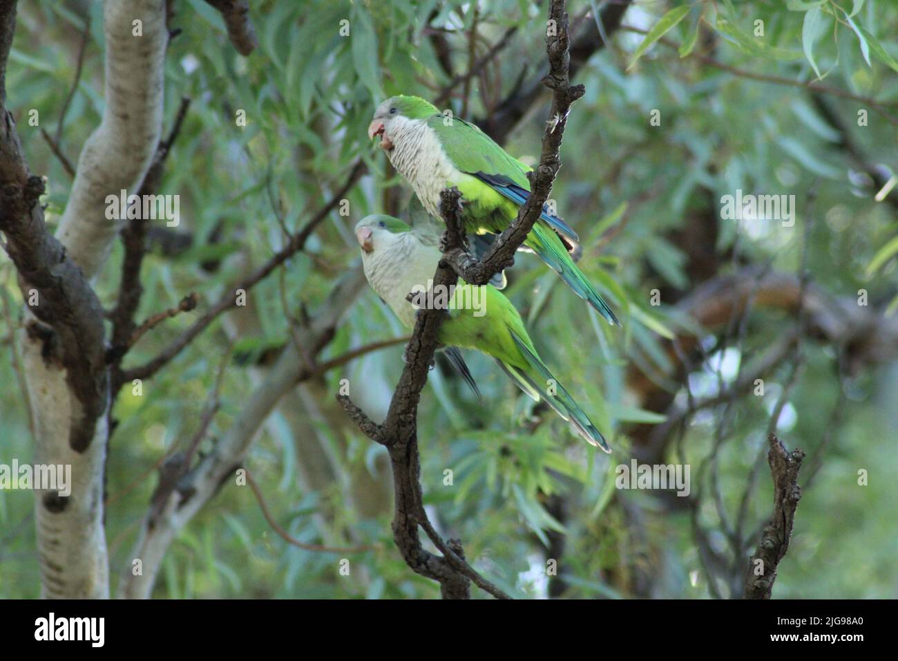 Parrots on tree branch, talking Stock Photo