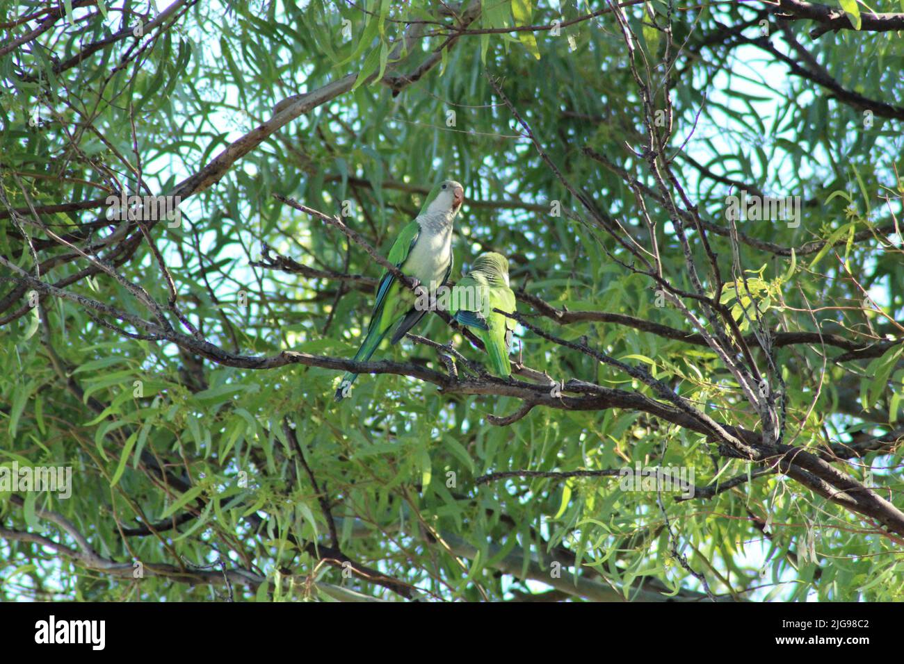 Parrots on tree branch, talking Stock Photo
