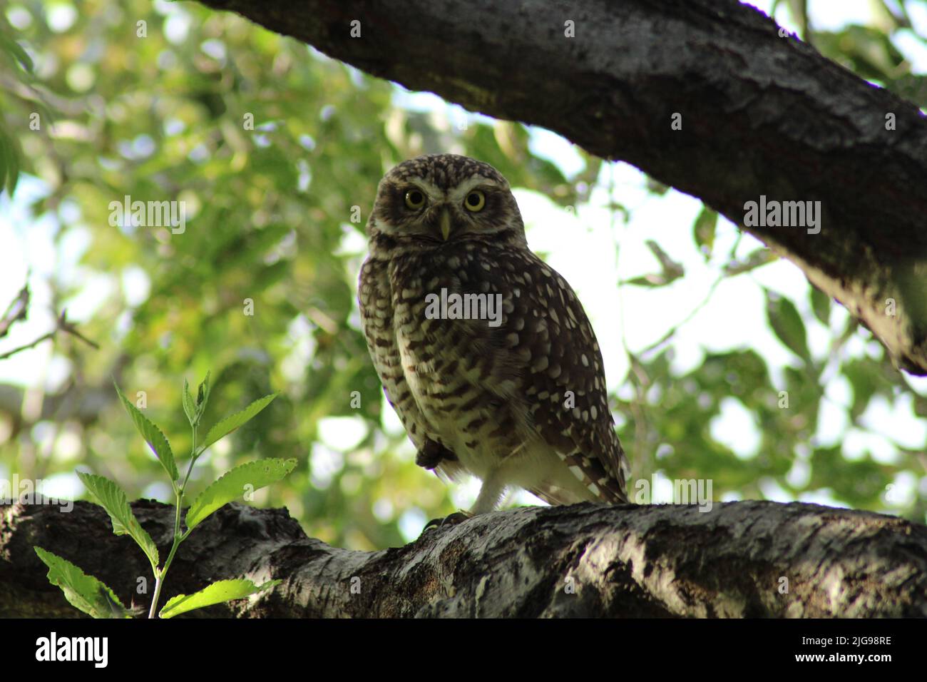 Owl on tree branch Stock Photo
