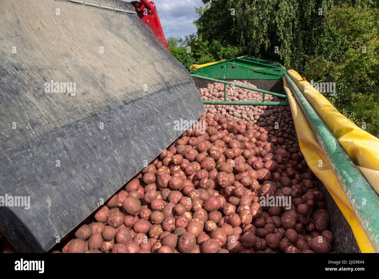 Table Potatoes Agricultural harvest of industrial potatoes in the Palatinate region ...