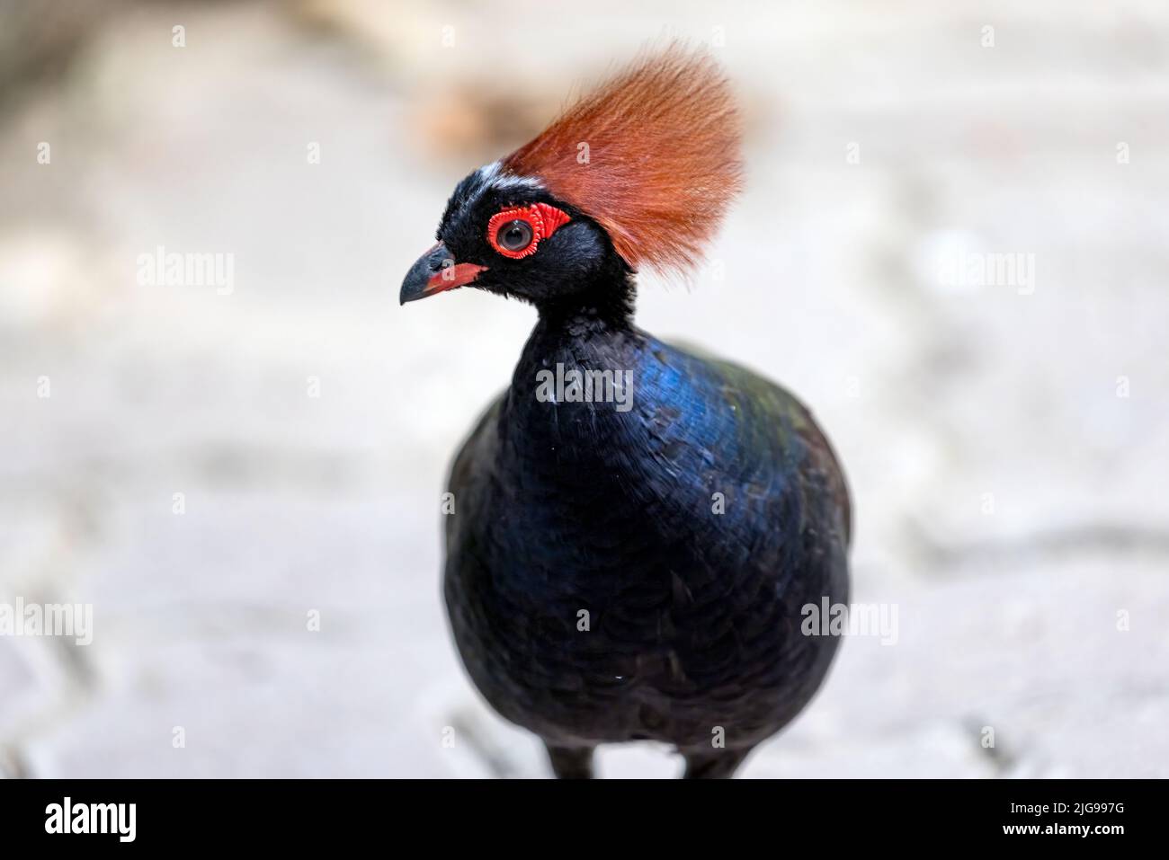 A crowned partridge, red-crowned wood partridge on park on white ...