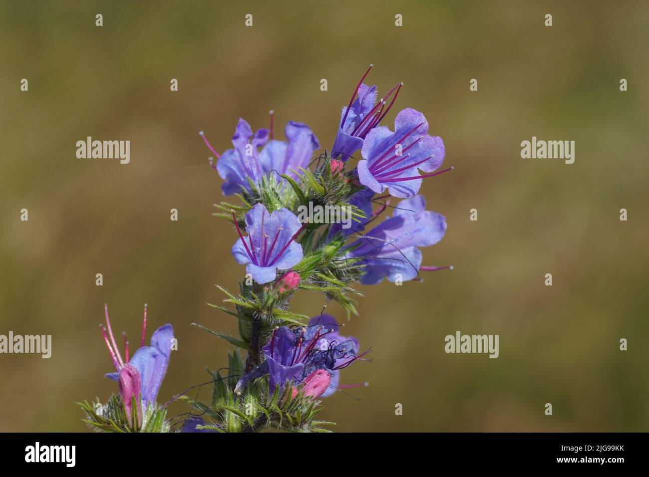 Close up flowering viper's bugloss, blueweed (Echium vulgare) of the borage family Boraginaceae. Blurred tall grass on the background. July, Stock Photo