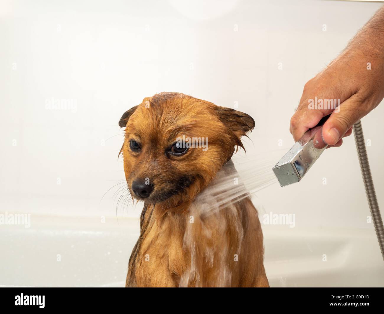 The dog takes a shower. Spitz is taking a bath Stock Photo Alamy