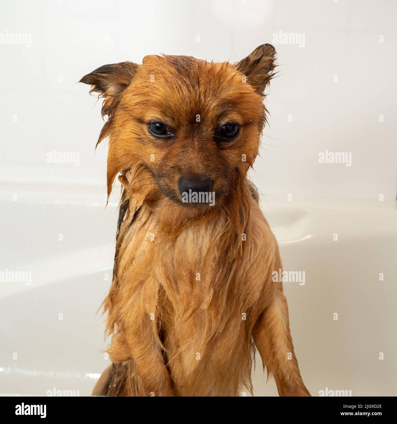 The dog takes a shower. Spitz is taking a bath Stock Photo Alamy