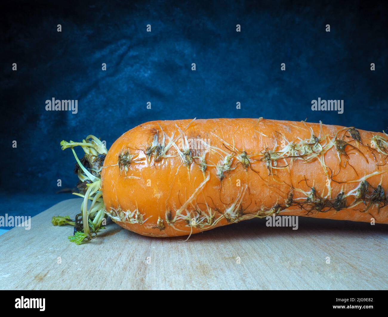 Rotten sprouted vegetable on the kitchen board. Cooking. Spoiled carrot ...