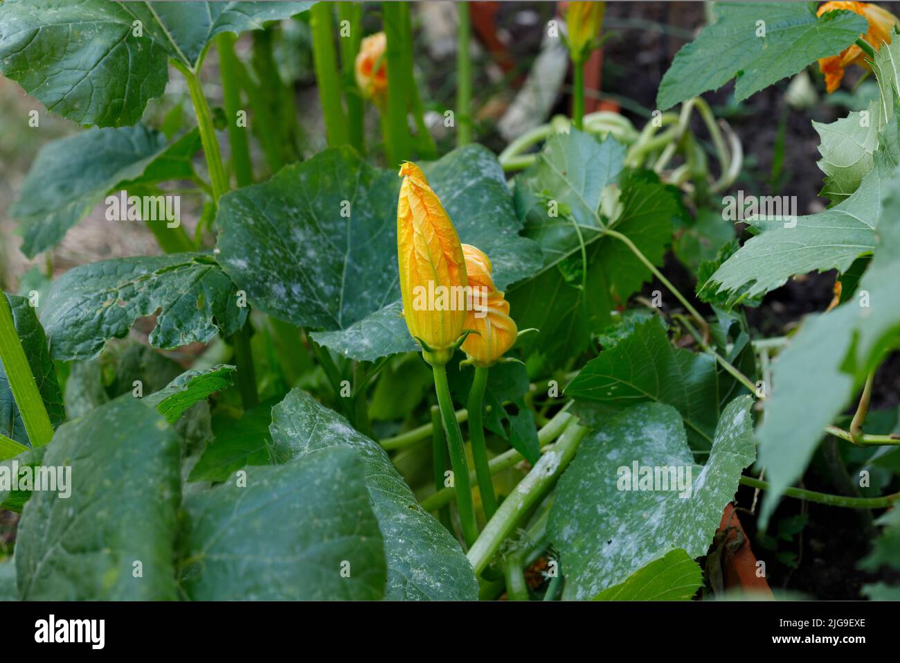 Zucchini or zucchini grown organically, abundantly bloom and bear fruit
