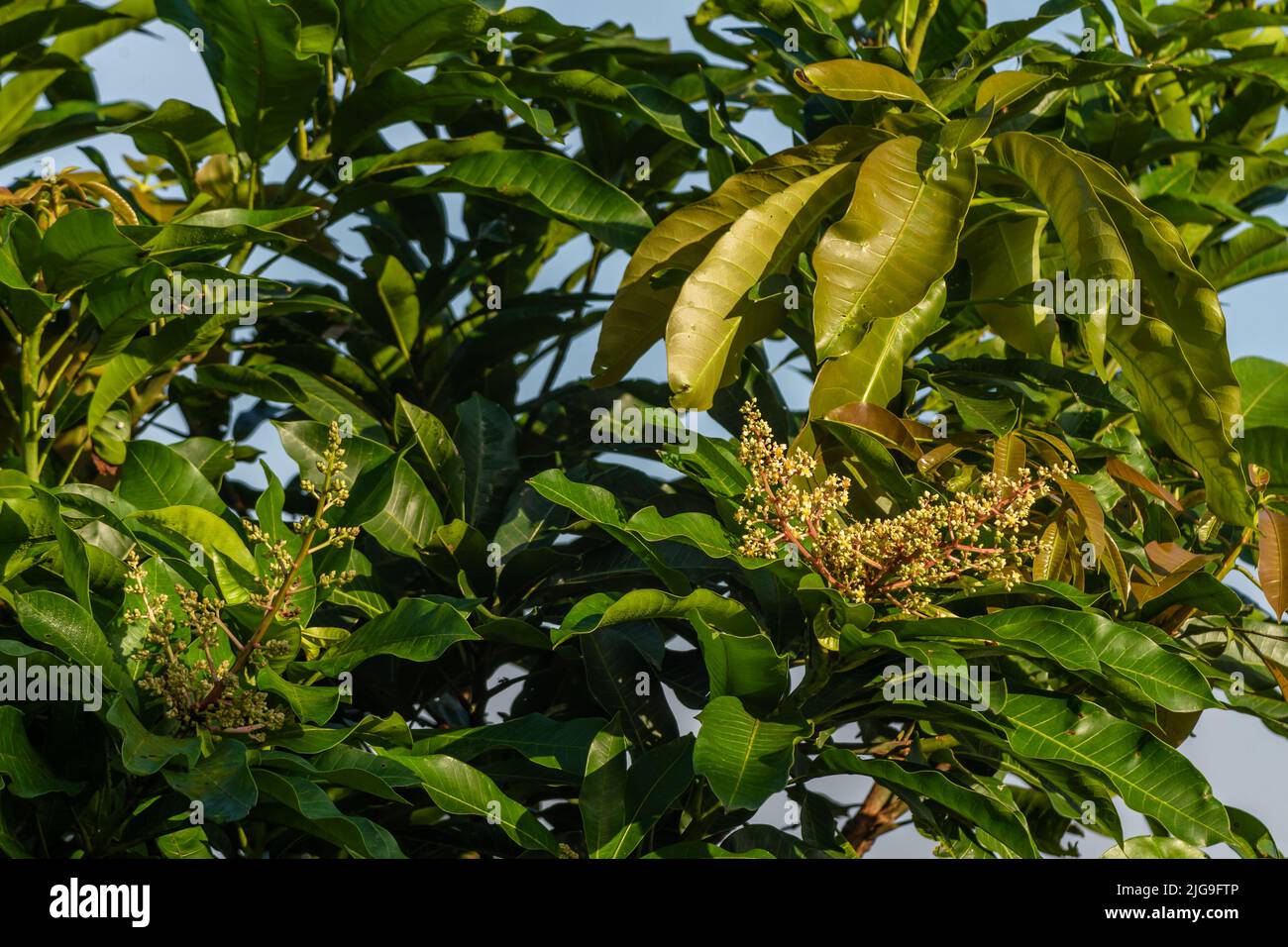 Mango plant flowers between young and old green leaves, tropical fruit
