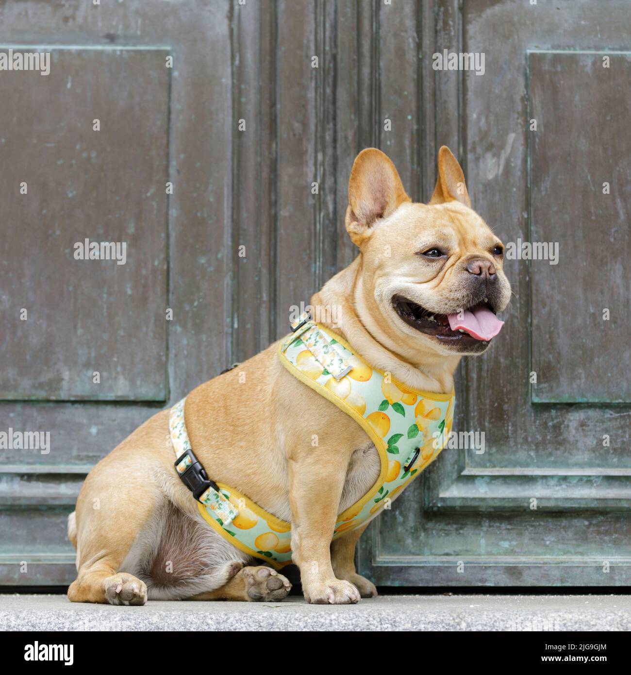 6-Year-Old Frenchie Sitting and Panting in front of Mausoleum Door. Stock Photo