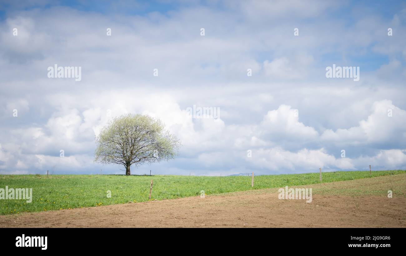 Solitary tree on countryside field with blue skies and some clouds behind it, Slovakia, Europe Stock Photo