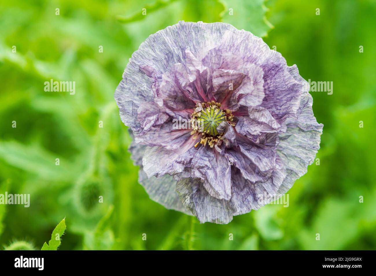 A closeup view looking down on a single ruffled Amazing Grey Shirley Poppy (Papaver rhoeas) flower in full bloom against a bright green background. Stock Photo