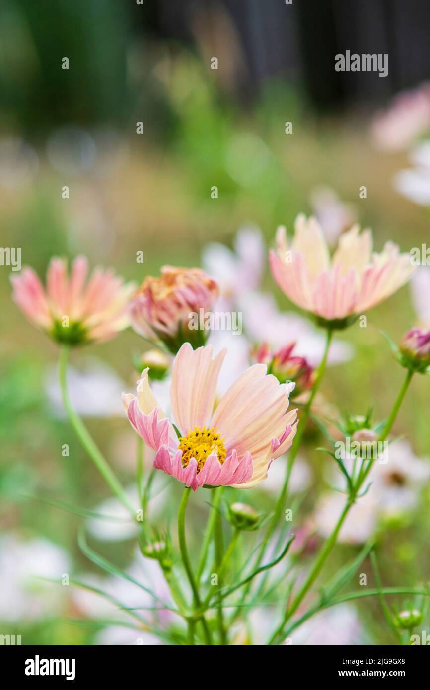 Cosmos bipinnatus apricot lemonade hires stock photography and images