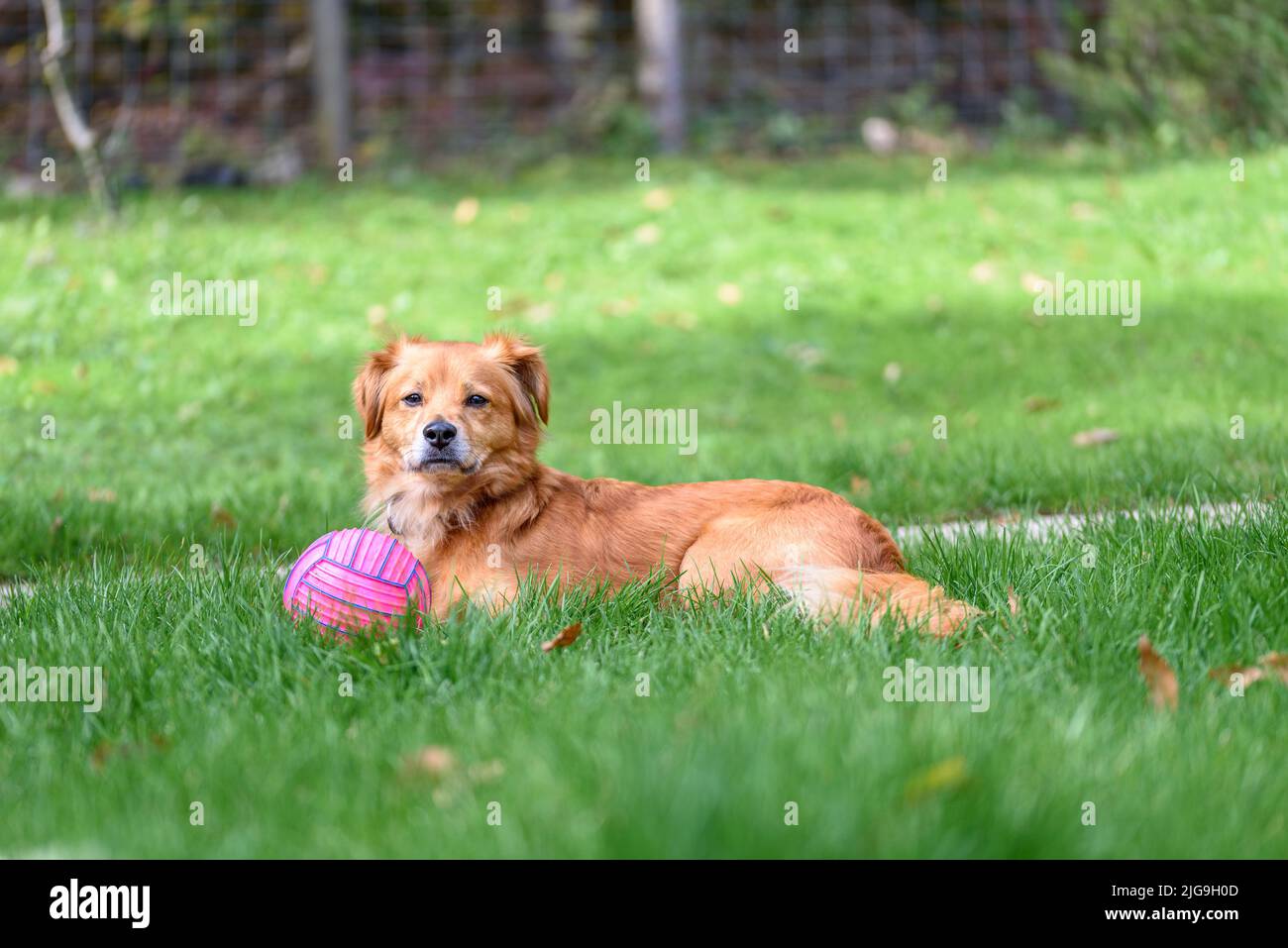 Brown mixed breed dog with tongue out and happy face in the mountains