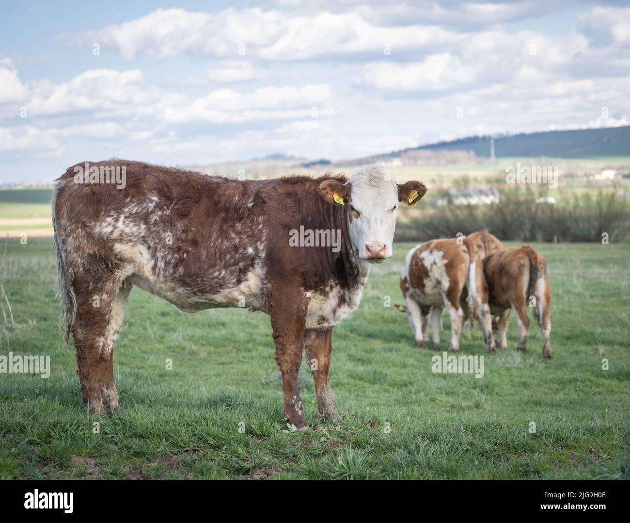 Young cow, bull standing on the green pasture looking at the camera with other cattle in background Stock Photo