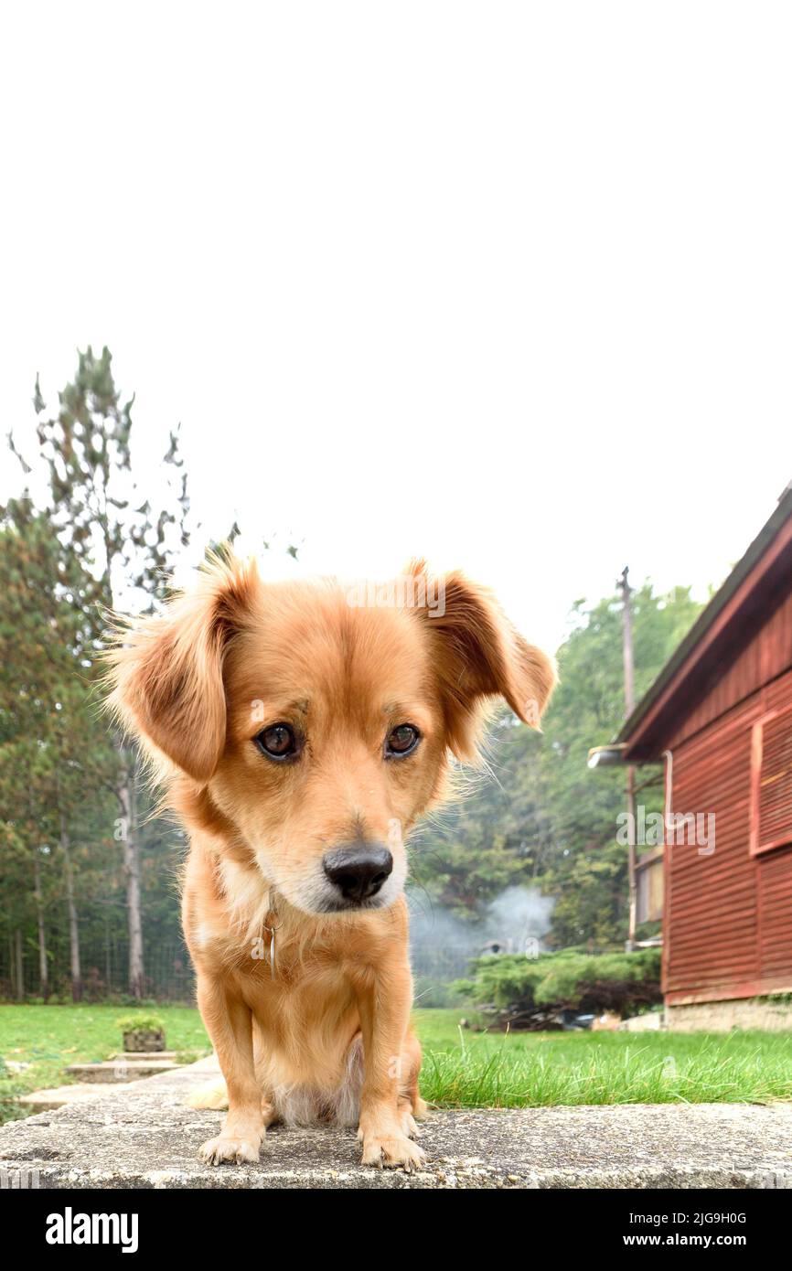 Brown mixed breed dog with tongue out and happy face in the mountains