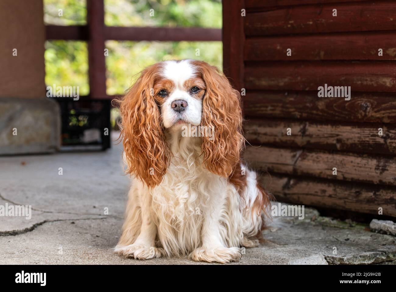 Cavalier spot hi-res stock photography and images - Alamy