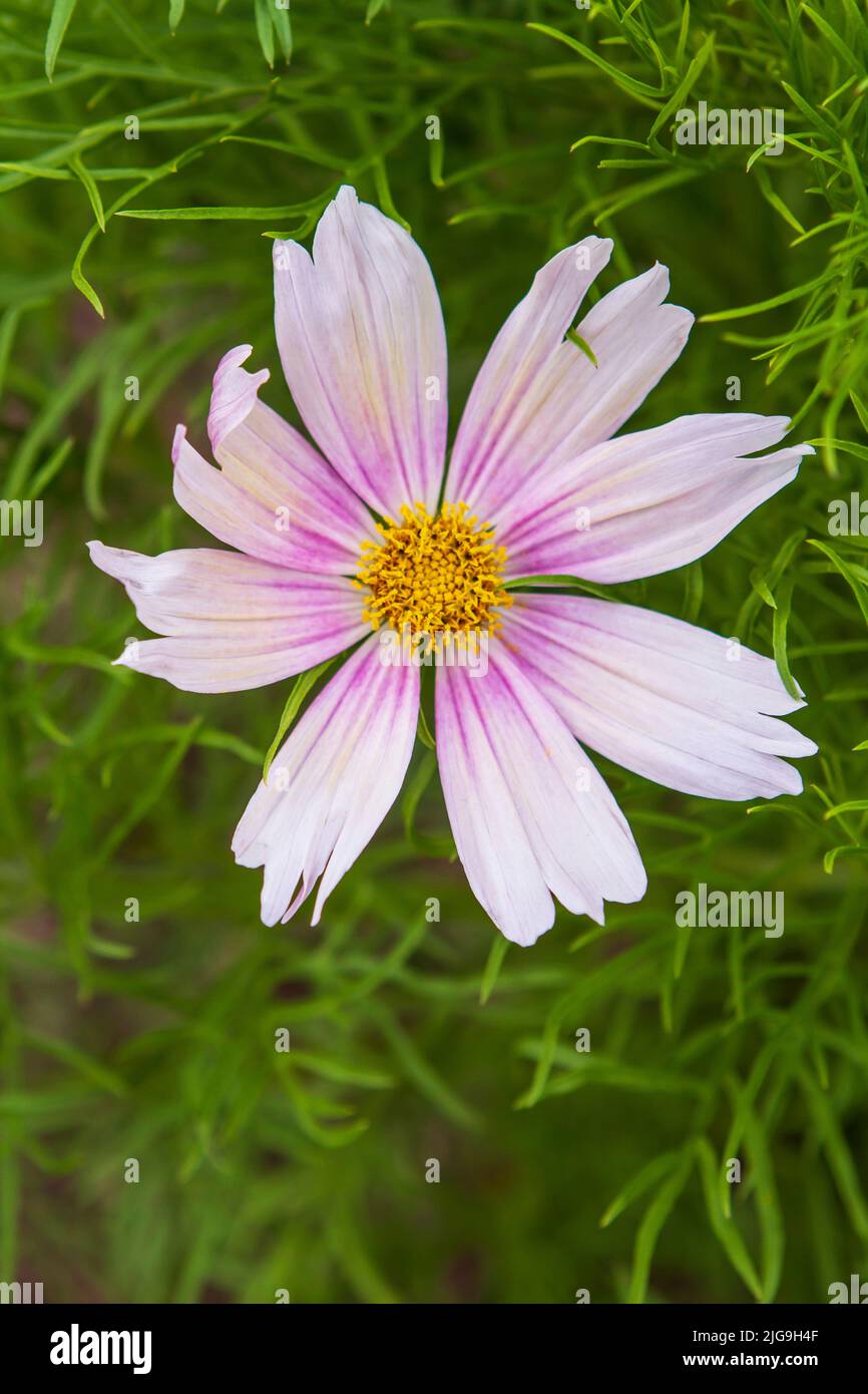 Single pastel-colored flower of Cosmos Apricot Lemonade (Cosmos bipinnatus) in full bloom against bright green foliage in a summer garden. Stock Photo