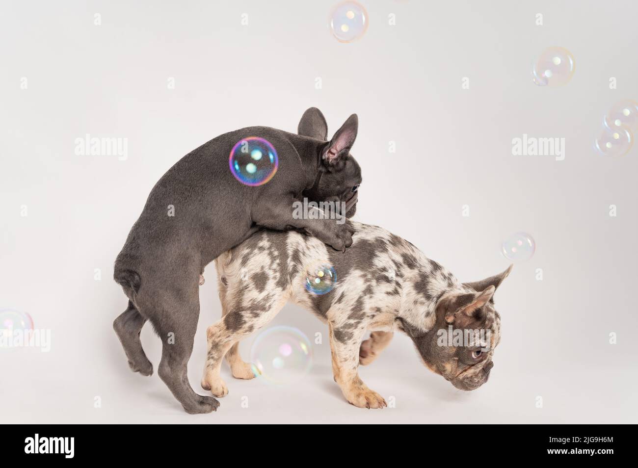 Two playful French bulldog puppies with some air bubbles on a white background  Stock Photo