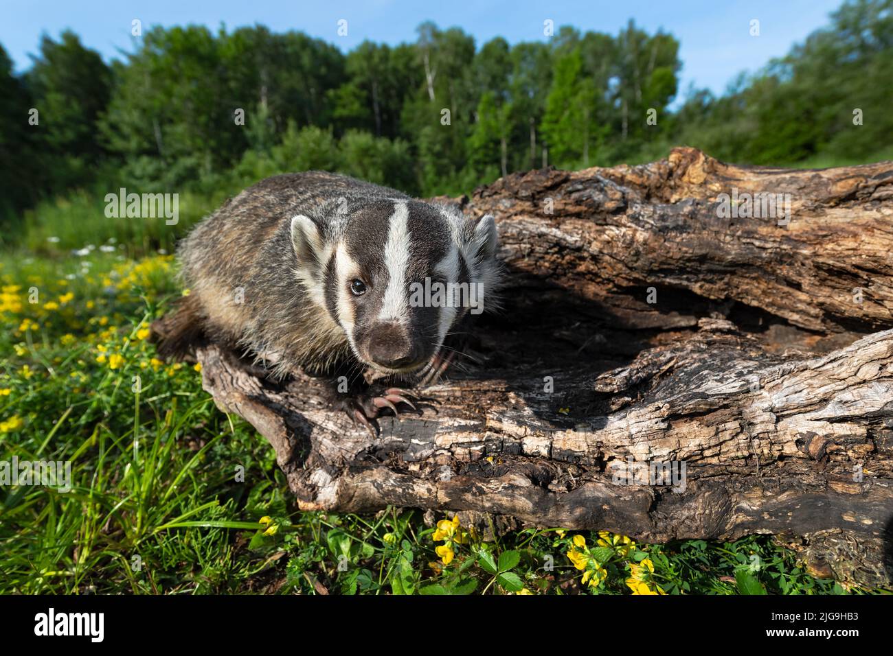 North American Badger (Taxidea taxus) Cub Noses Forward on Log Summer