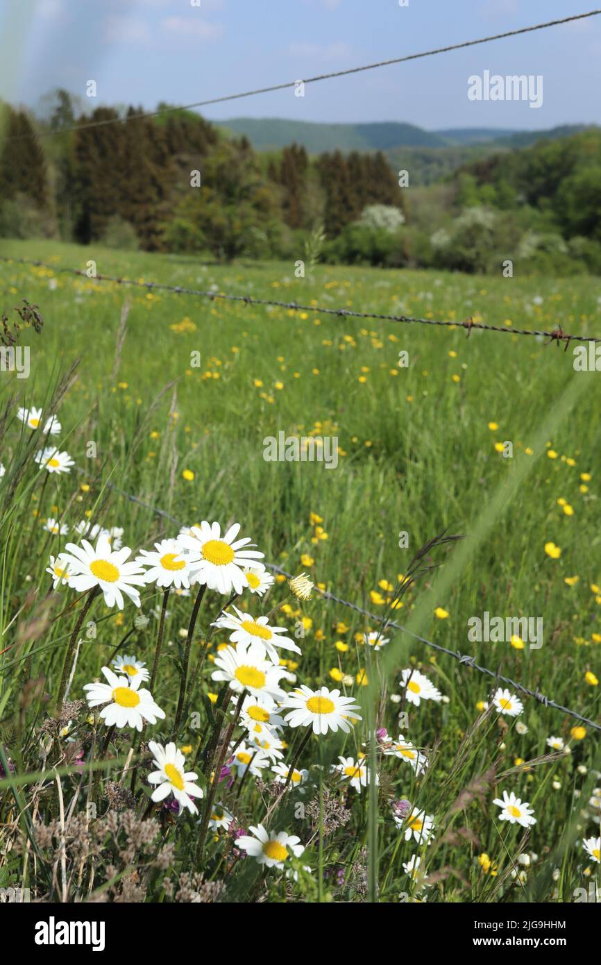 Electric daisy hires stock photography and images Alamy