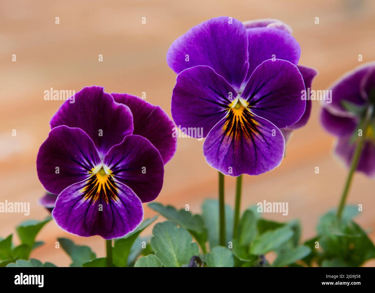 Closeup of two Sorbet Antique Shades Viola flowers in landscape format. Stock Photo