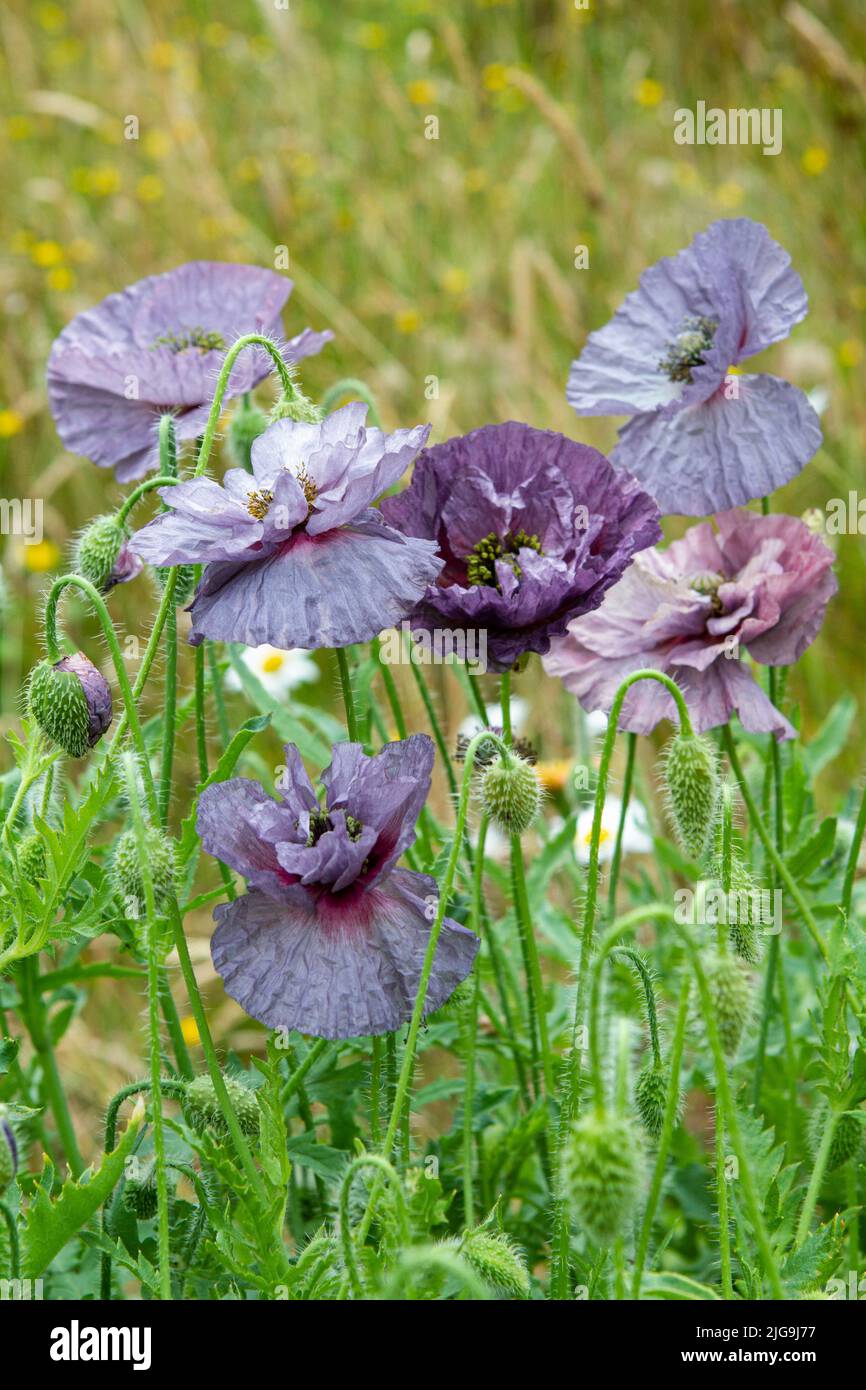 Blooming Amazing Grey Shirley poppies in sunny summer meadow, in varying shades of purple. Stock Photo