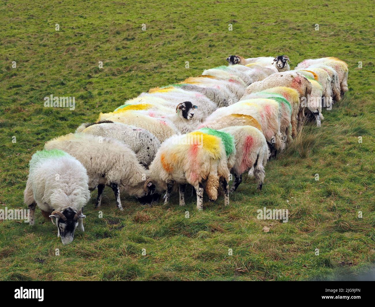 supplements of sheep facing up along line of Winter feed in North Yorkshire, England, UK Stock Photo