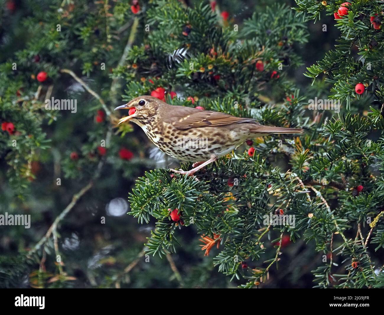 Song Thrush (Turdus philomelos) feeding on red berries of churchyard Yew tree (Taxus baccata) Cumbria, England, UK Stock Photo